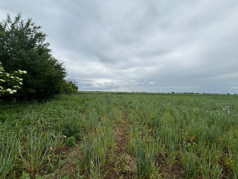 Vendita Terreni agricoli e forestali, Terreni agricoli e forestali, Pe