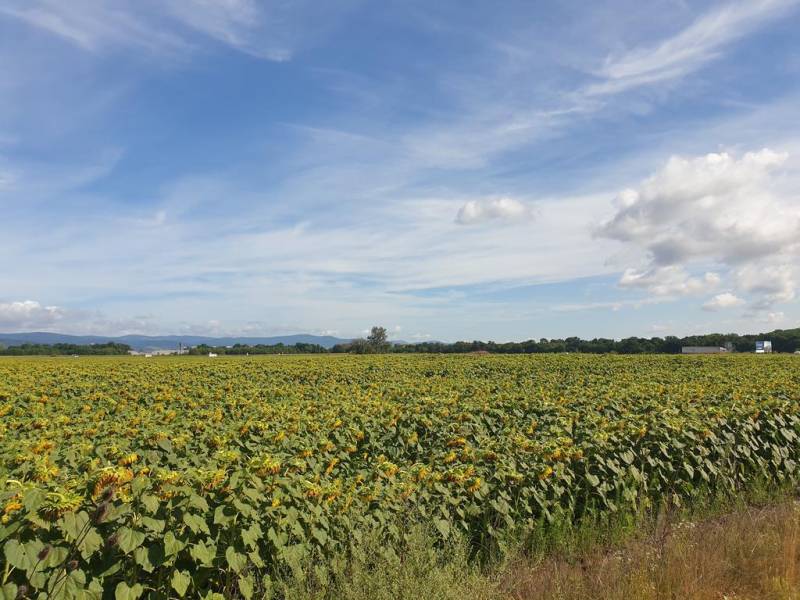 Vendita Terreni agricoli e forestali, Terreni agricoli e forestali, Se