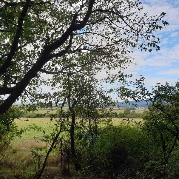 Vendita Terreni agricoli e forestali, Terreni agricoli e forestali, Tr