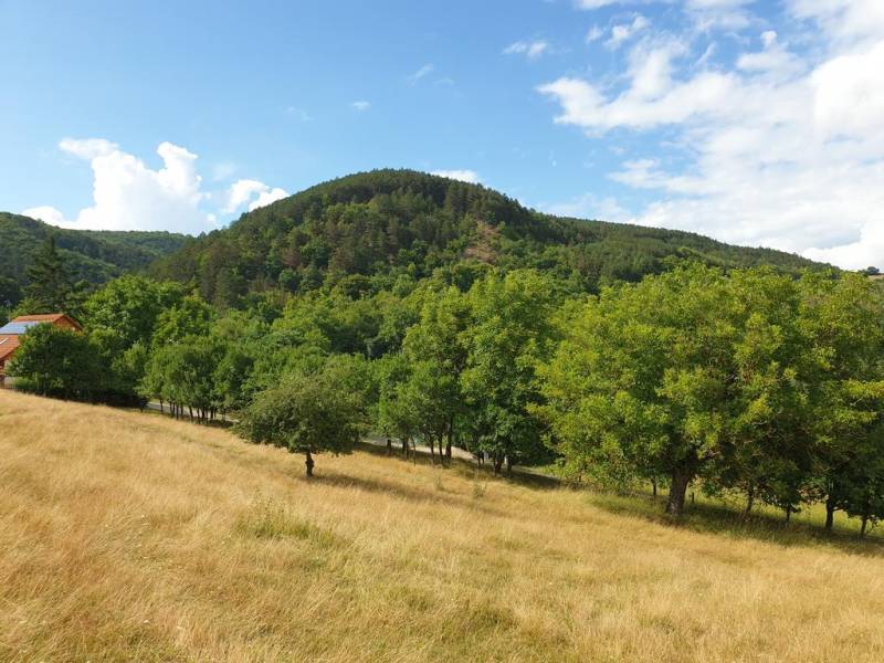 Vendita Terreni agricoli e forestali, Terreni agricoli e forestali, Pi