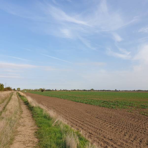 Vendita Terreni agricoli e forestali, Terreni agricoli e forestali, Pe