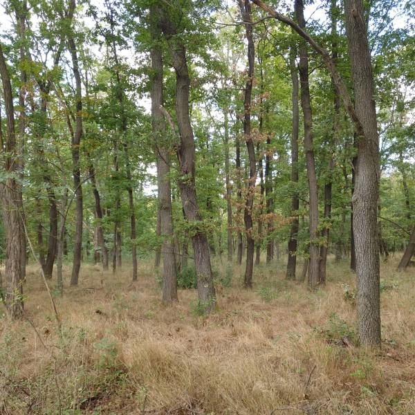 Vendita Terreni agricoli e forestali, Terreni agricoli e forestali, De