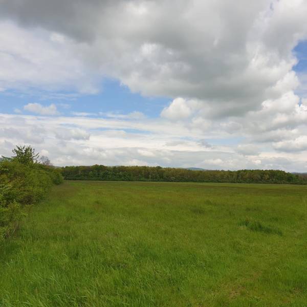 Acquisto Terreni agricoli e forestali, Terreni agricoli e forestali, S