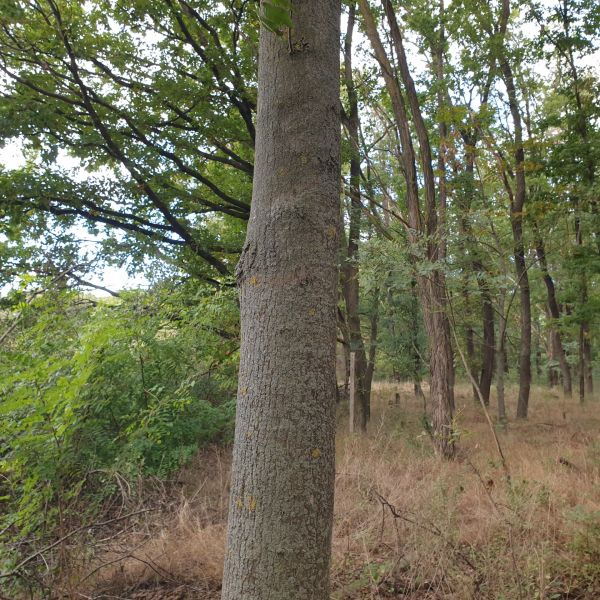Vendita Terreni agricoli e forestali, Terreni agricoli e forestali, Pe