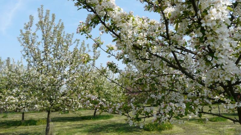 Acquisto Terreni agricoli e forestali, Terreni agricoli e forestali, P